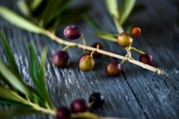 Poster - ripe arbequina olives from Catalonia, Spain