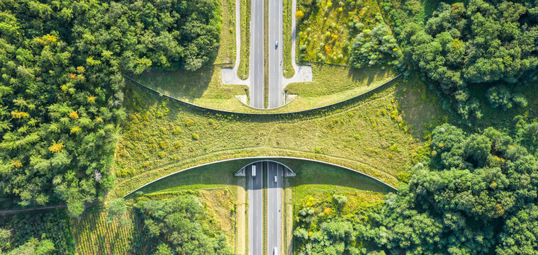 aerial top down view of ecoduct or wildlife crossing - vegetation covered bridge over a motorway tha