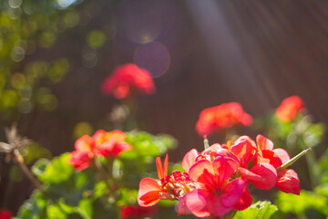 Flor roja en primer plano con flores de fondo y un rayo de sol