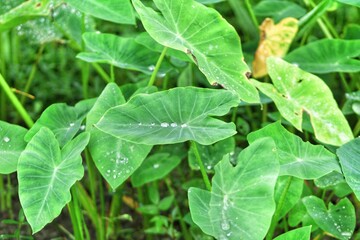 Poster - A Green root Taro leaf with water mist or fog with sunlight in a winter morning.. natural Background. Green Leaf With Water Drop.