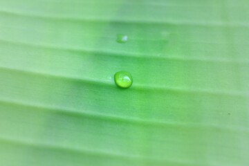 Poster - Banana leaf with water drop. Banana leaf with raindrop. green Leaf with Water Droplet. Natural background.