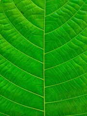 Poster - Beautiful green leaf closeup view.