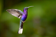 The Violet Sabrewing (Campylopterus Hemileucurus) Is A Very Large Hummingbird Native To Southern Mexico And Central America As Far South As Costa Rica And Western Panama. 