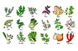 © vaneeva - Herbs. Spices. Italian herb drawn black lines on a white background. Vector illustration. Basil, ginger, origano, Thame, mint, garlic, parsley, onion, hot pepper, rosemary, arugula, dill, basil
