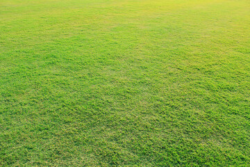 Wall Mural - Grass field / Green grass background