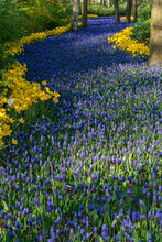 Beautiful Field With Blue And Yellow Flowers In The Spring Sunny Day. Road Made Of Flowers