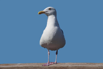 This seagull looks to the side