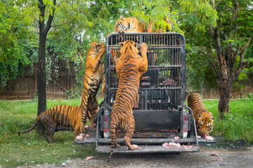 hungry bengal tiger feeding show in the zoo