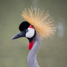 A Close Up Of The Crowned Crane In The Garden
