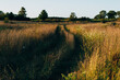 © MaaHoo Studio/Stocksy - Sunset in grassland