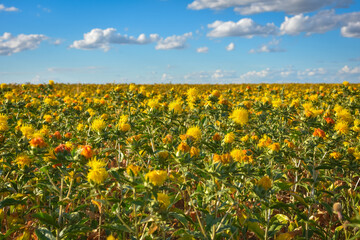 Safflower field, field of yellow prickly flowers, Carthamus tinctoriu