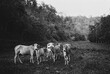 © Chalit Saphaphak/Stocksy - Cows