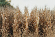 © Melanie DeFazio Photography/Stocksy - Corn Field