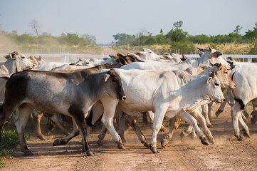 Brahman cattle herd running in a corral, Chaco Paraguay