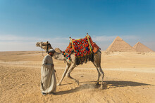 Camel Driver With Camel In Front Of The Pyramids At Giza, Egypt