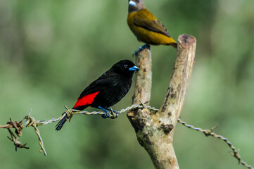 Wall Mural - Passerinis Tanagers (Ramphocelus passerinii) in tropical forest of Papaturro River area, Nicaragua