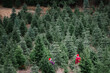 © Maite Pons/Stocksy - Christmas Tree Farm