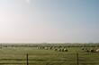 © Gabriel (Gabi) Bucataru/Stocksy - Sheep grazing on a pasture in rural Romania
