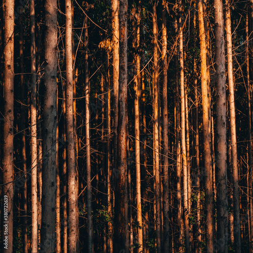 Fotografía beautiful set of eucalyptus with an amazing sunset hitting the trees