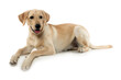 young dog labrador lying down on white background