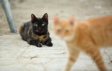 Black Cat Sits On The Ground, In Front Yellow Cat In Soft Focus