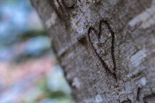 A Heart Carved In An Old Tree