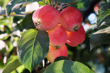 Ripe fresh apples on a tree branch close-up, natural products