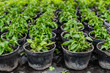 © Vladyslava Adamenko/Stocksy - Pattern of growing plants in jars in greenhouse