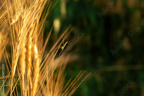 Pampas grass outdoor. Sunny wheat wallpaper in boho style. Golden ripe ears. ...