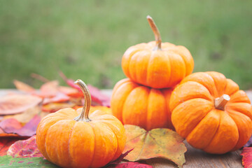 Wall Mural - autumn pumpkin and leaves background