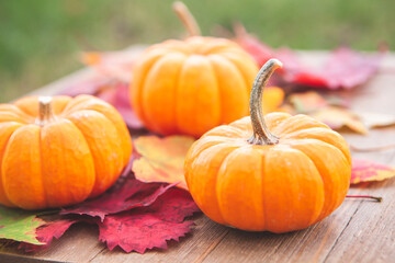 Wall Mural - autumn pumpkin and leaves background
