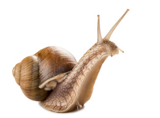 Garden snail isolated on white.