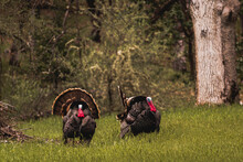 Horizontal Image Of Male Toms Wild Turkey Displaying Their Plume Of Puffed Feathers And Red And Blue Gobble To Prospective Female Mates In A Green Field With Forest Trees In The Background.