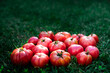 © Pol Sole/ADDICTIVE STOCK - Bunch of fresh ripe red organic tomatoes placed on green grass in garden in summer day