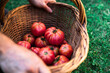 © Pol Sole/ADDICTIVE STOCK - From above crop unrecognizable male gardener holding wicker bowl with fresh ripe red tomatoes during harvesting season in garden