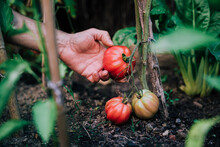 Crop Anonymous Gardener Picking Ripe Red Eco Tomatoes From Green Plant While Harvesting Vegetables In Garden In Summer Day