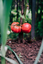 Ripe Red Tomatoes On Branch Of Tomato Plant Growing On Soil In Garden