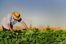 Side View Of Male Farmer In Hat Working In Field Picking Ripe Vegetables In Summer Day In Countryside
