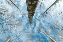 From Below Of Amazing Scenery Of Leafless Trees Growing In Forest Under Blue Cloudy Sky
