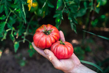 Crop Unrecognizable Male Gardener Hands Carrying Bunch Of Ripe Red Tomatoes While Harvesting Vegetables In Rural Garden In Summer Day