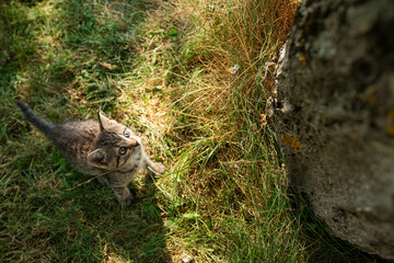 Canvas Print - little cat next to a big tree