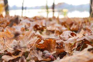 Defocused autumn background with oak leaves. Beautiful autumn landscape. Motion blur, selective focus