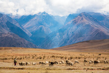 A Woman Shepard Is Moving Donkeys And Sheep  To A New Pasture Near  Maras, Peru