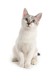 Wall Mural - white kitten seated looking up on white background