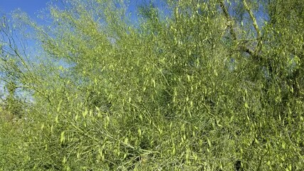 Wall Mural - Immature green indehiscent legume fruits of Blue Palo Verde, Parkinsonia Florida, Fabaceae, native hermaphroditic tree on the fringe of Twentynine Palms, Southern Mojave Desert, Springtime.