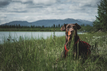 Wall Mural - portrait of a doberman on the water
