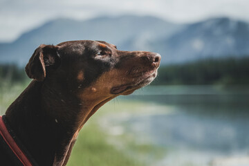 Wall Mural - portrait of a doberman on the water