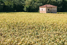 Barn In Yellow Field