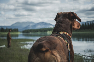 Wall Mural - dog on the River in an epic mountain landscape 