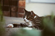 © ALICIA BOCK PHOTOGRAPHY/Stocksy - A Cat Relaxing On A Front Porch